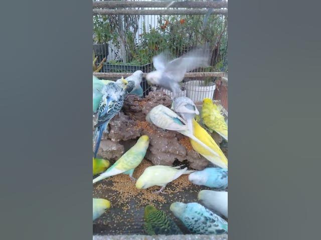 Video thumbnail for 🛋️インコのリラックスタイム💚幸せそうな午後🌿