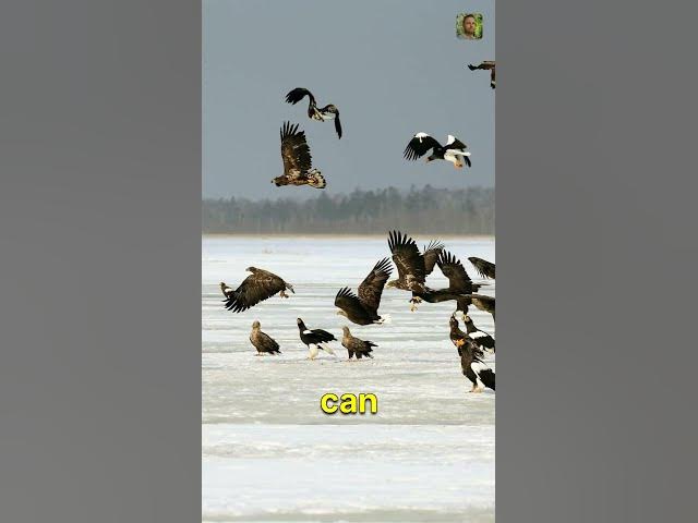 Video thumbnail for The SHOCKING Truth About Hawks and Crows