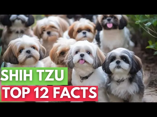 'Video thumbnail for 12 Facts about Shih Tzu's you must know!'