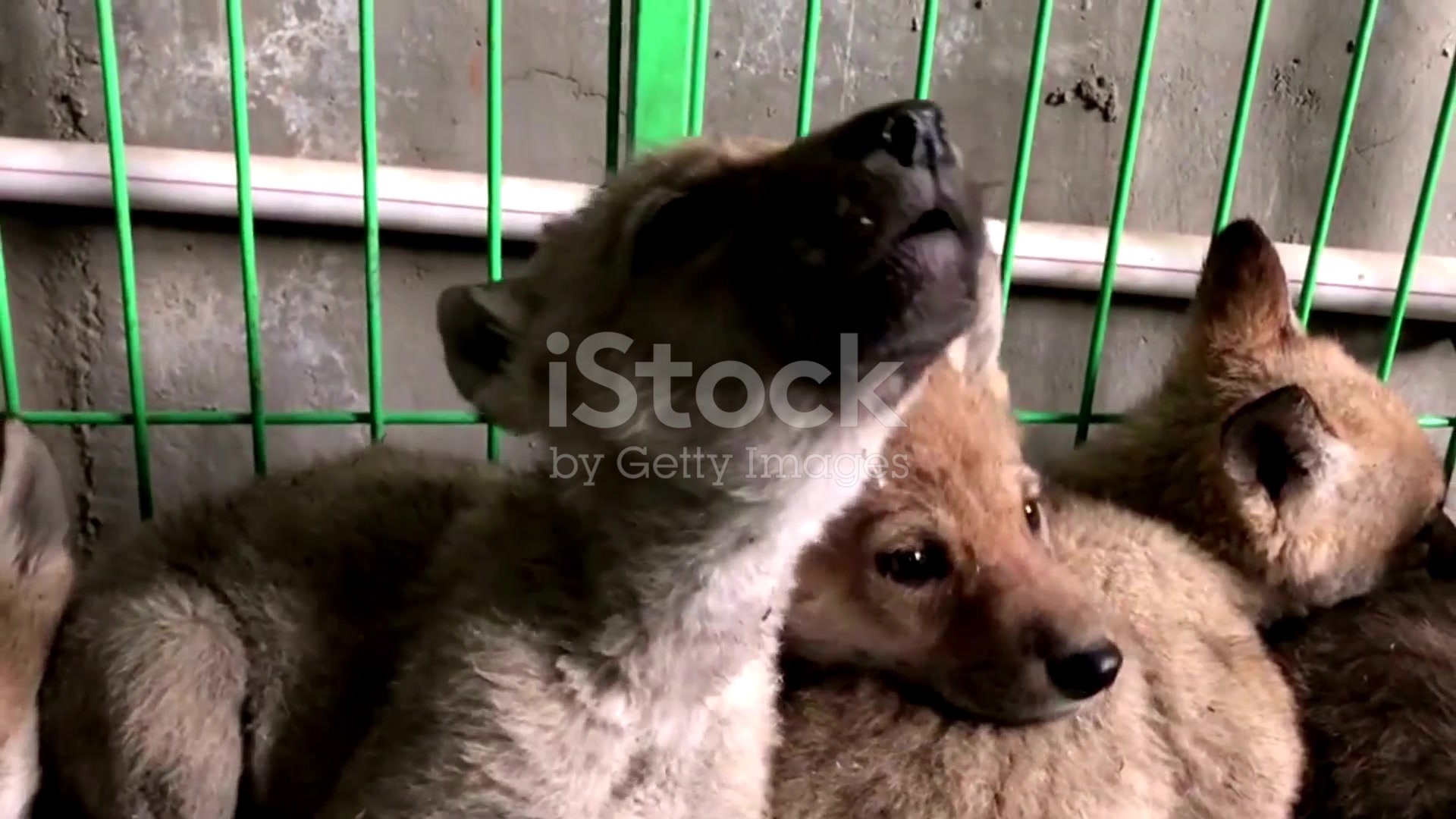 Video thumbnail for Dire Wolf Cloned: 10,000-Year-Old Beast Returns