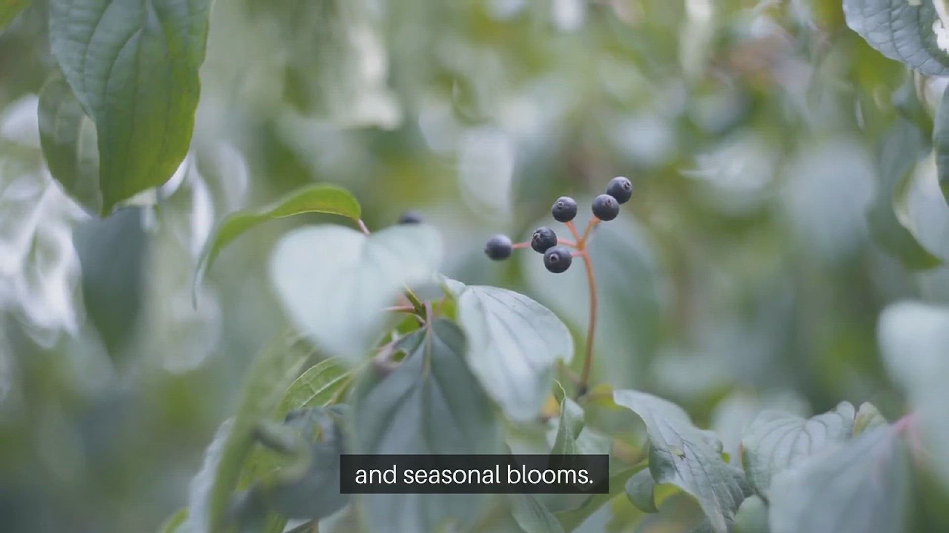 Video thumbnail for Growing Blueberries in Your Backyard