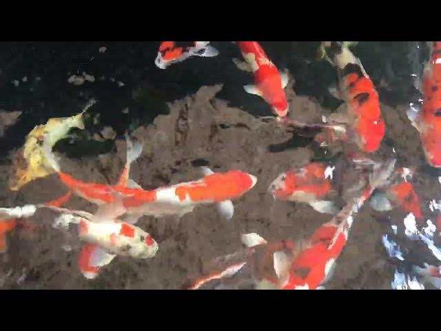 Video thumbnail for Koi Fish Care: Managing Growth in Small Ponds
