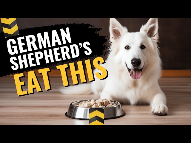 'Video thumbnail for How to Feed Your German Shepherd (Avoid These Mistakes!)'