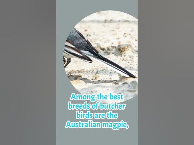 Video thumbnail for What Do Butcher Birds Look Like? 3 Best Breeder Butcher Birds