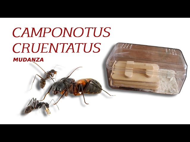 Video thumbnail for Camponotus Cruentatus - Mudanza
