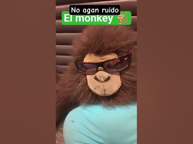 Video thumbnail for #cat #funny #cute #animals #amanesido #music