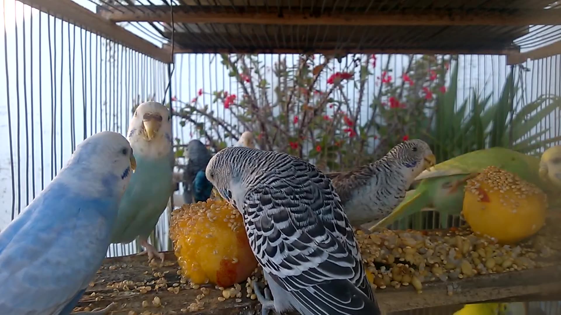 'Video thumbnail for Laughing with Love Hilarious Rainbow Budgies Steal the Show! 😂🌈'