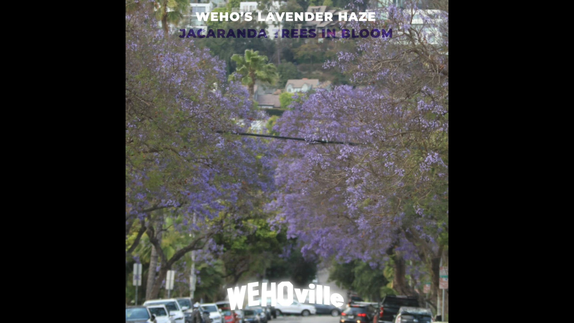 Video thumbnail for Jacarandas: West Hollywood's Lavender Haze