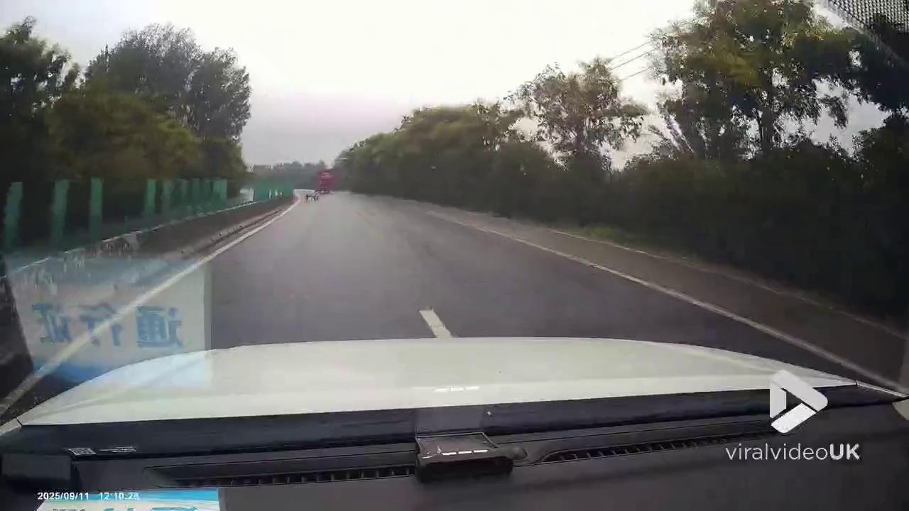 Video thumbnail for VV5019 Truck loses pigs on highway
