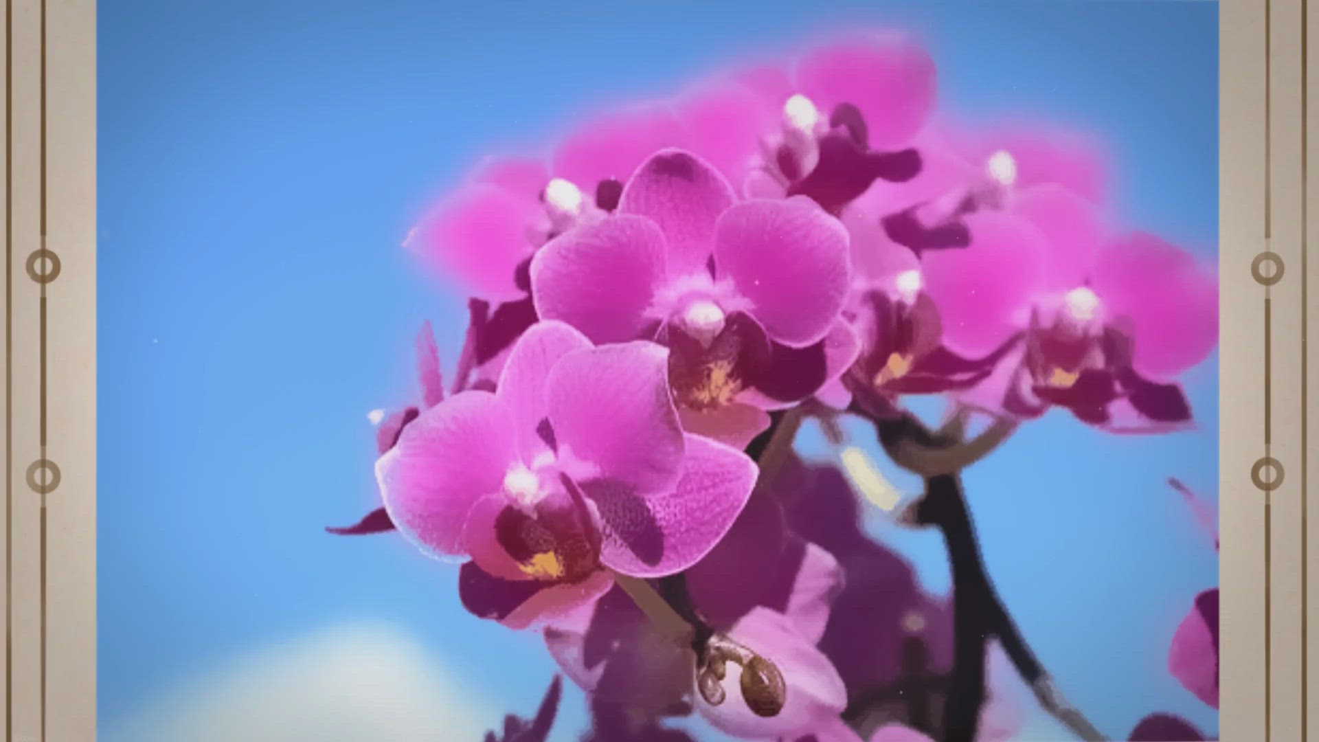 Video thumbnail for “What Colors Make Orchid and Their Fascinating Significance”