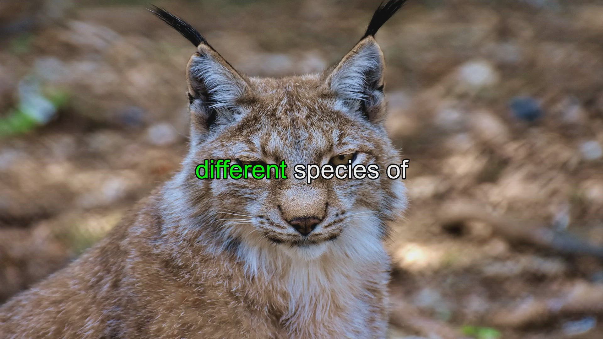 Lynx - Description, Habitat, Image, Diet, and Interesting Facts