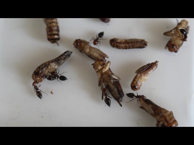 Video thumbnail for |Como criar #crematogaster #scutellaris|