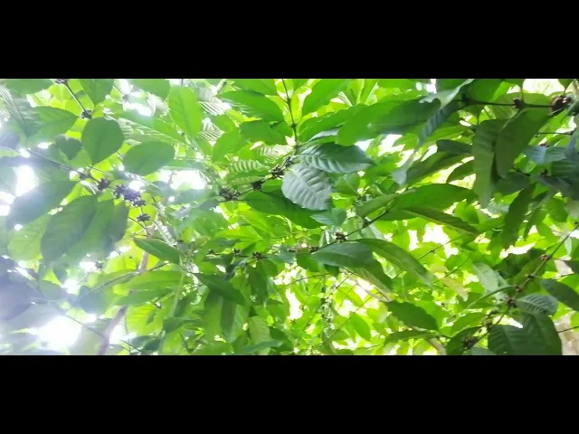 Video thumbnail for Coffea Arabica Plant