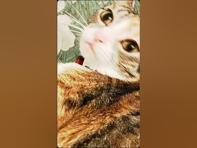 Video thumbnail for #toshi #cat