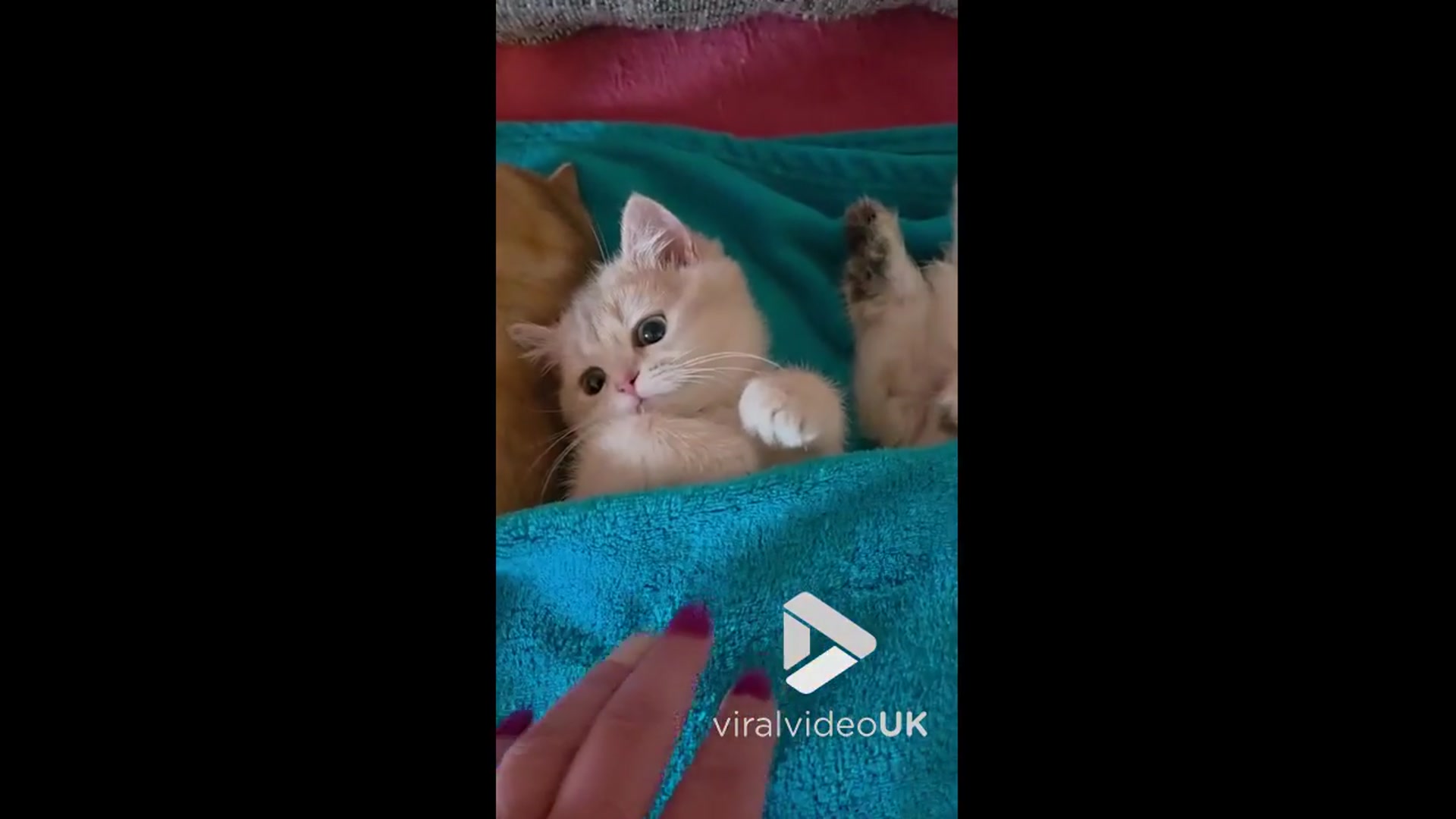 'Video thumbnail for VV4966 British Golden Chinchilla kittens lying in a bed'