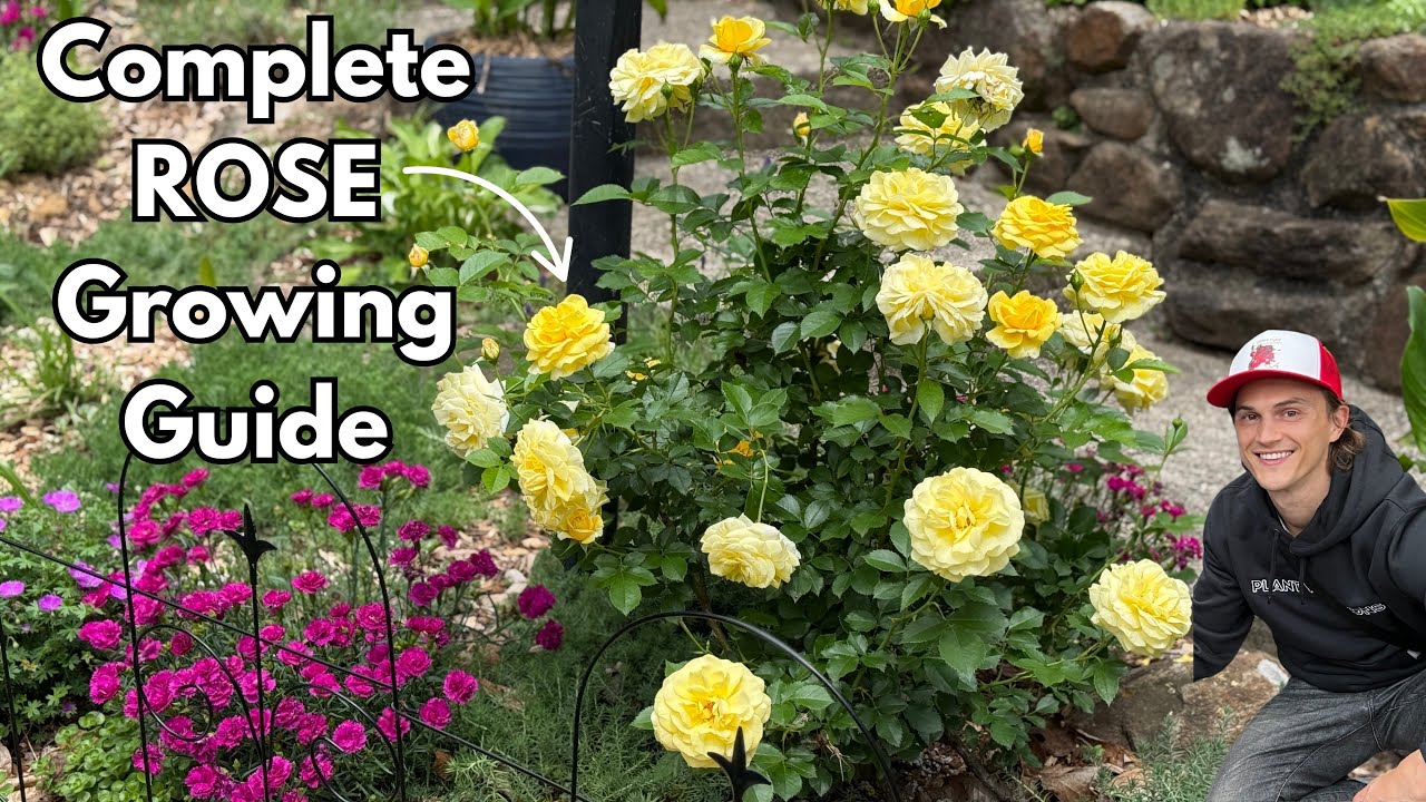 'Video thumbnail for Grow Beautiful ROSES - Best Pruning Technique - Fertilizer - Deadheading'