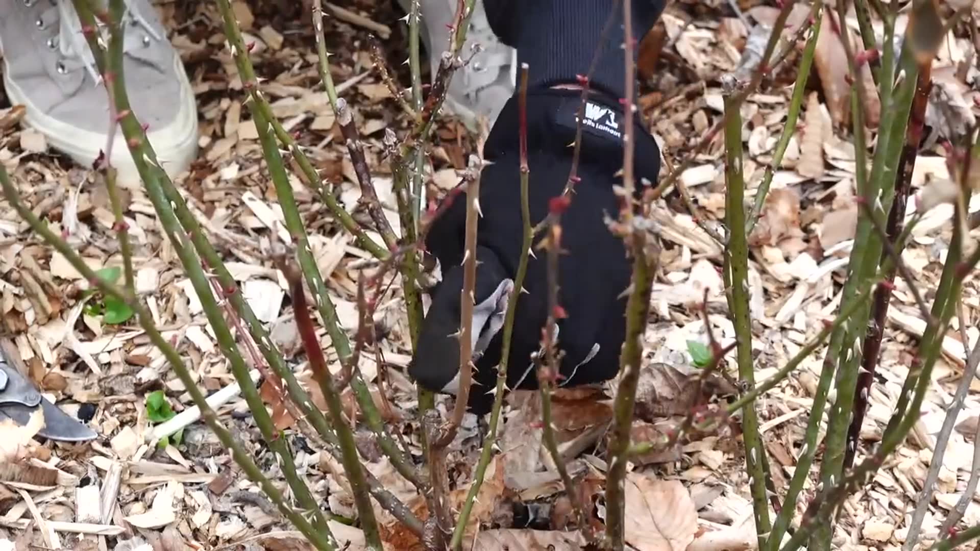 'Video thumbnail for Grow Beautiful ROSES - Best Pruning Technique - Fertilizer - Deadheading'