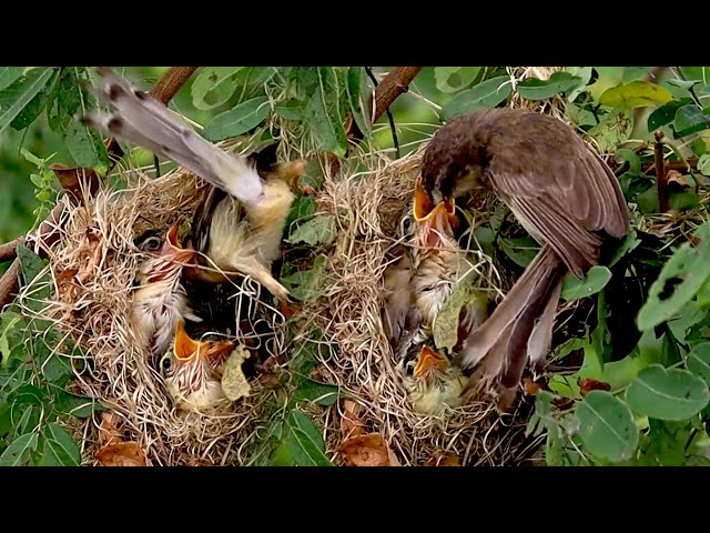 Video thumbnail for Top wild sparrow bird feed it on nest everyday